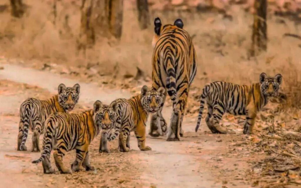 Exploring Panna Tiger Reserve
